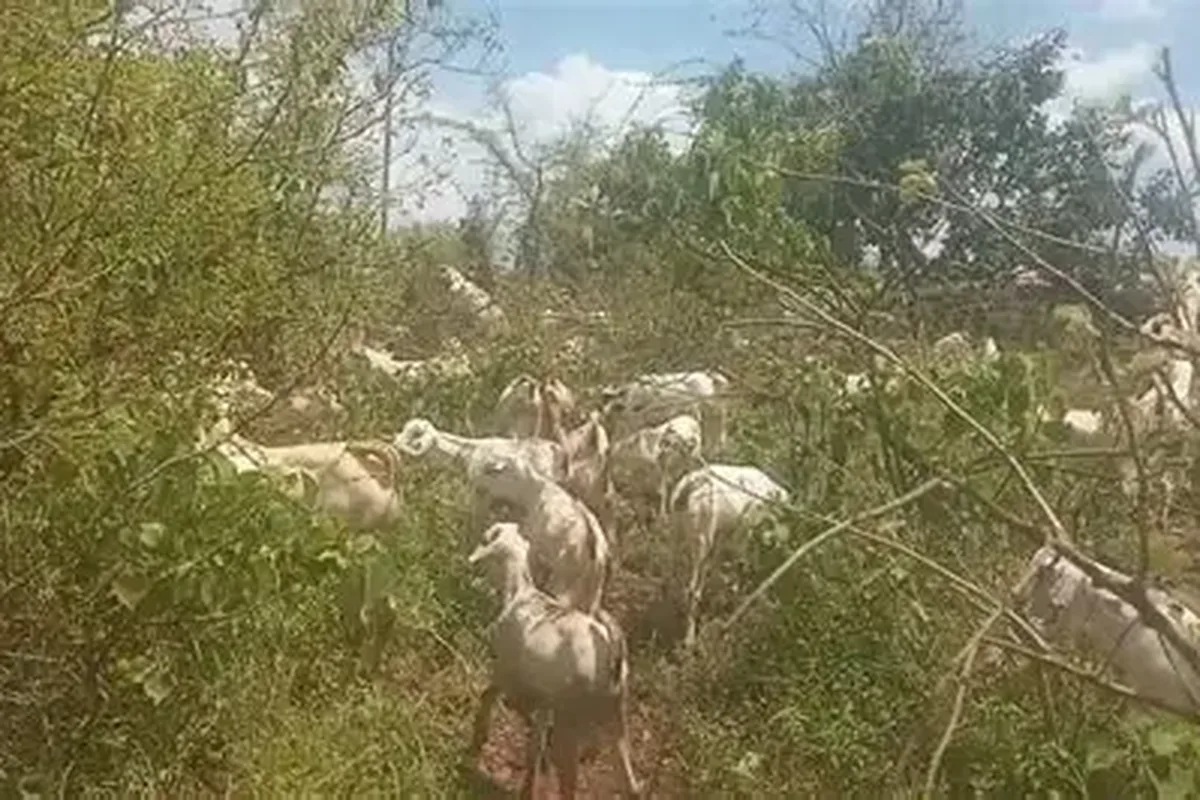 Goat herding in Isiolo