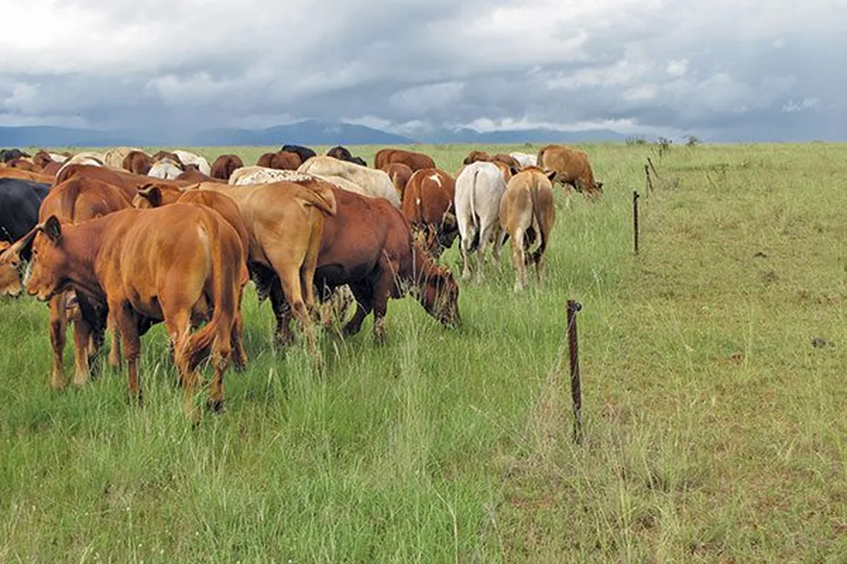 Cattle grazing on pasture