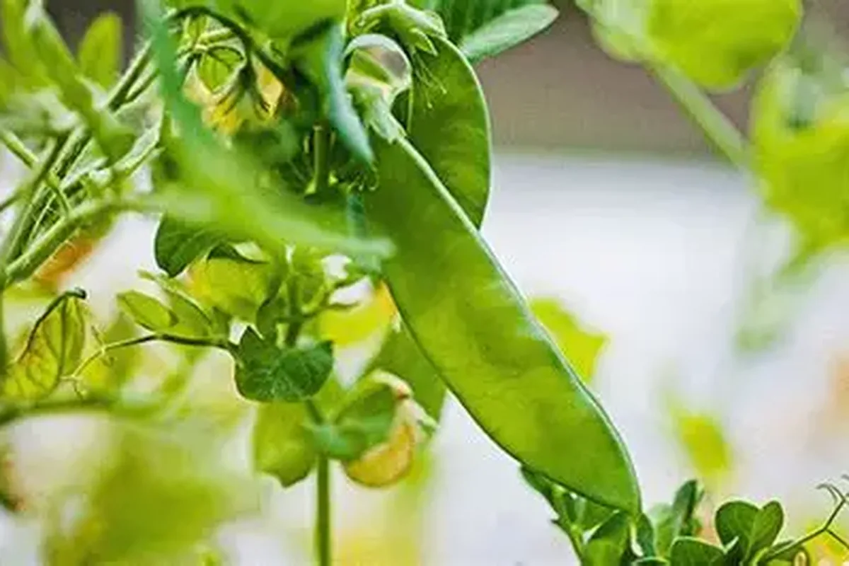Legume crop close up