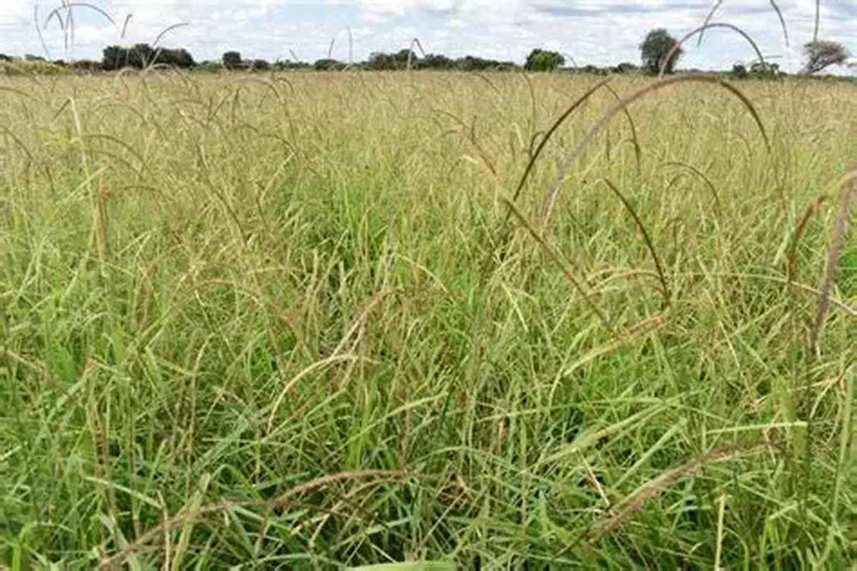 Native grass in Marsabit