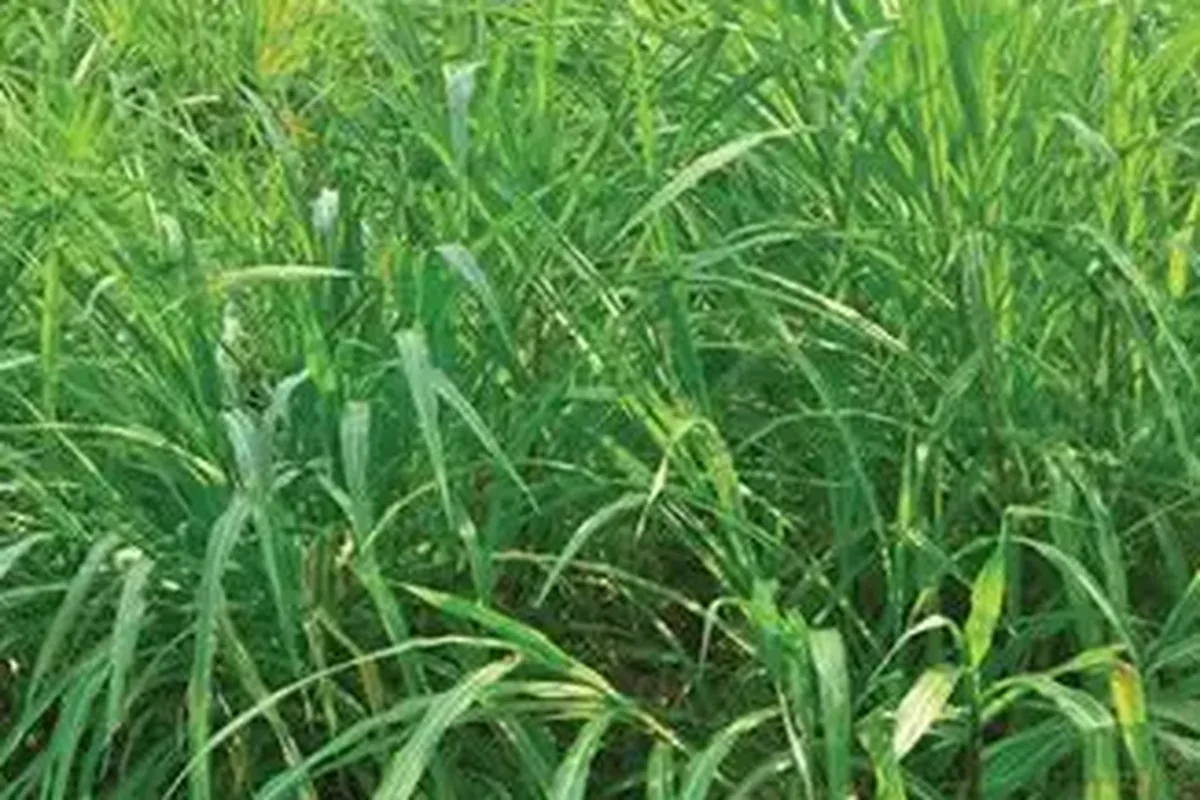 Improved pasture close-up