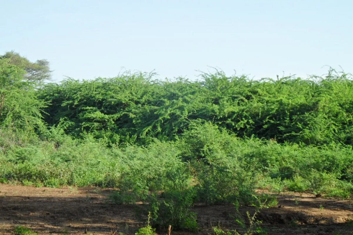 Prosopis bush encroachment