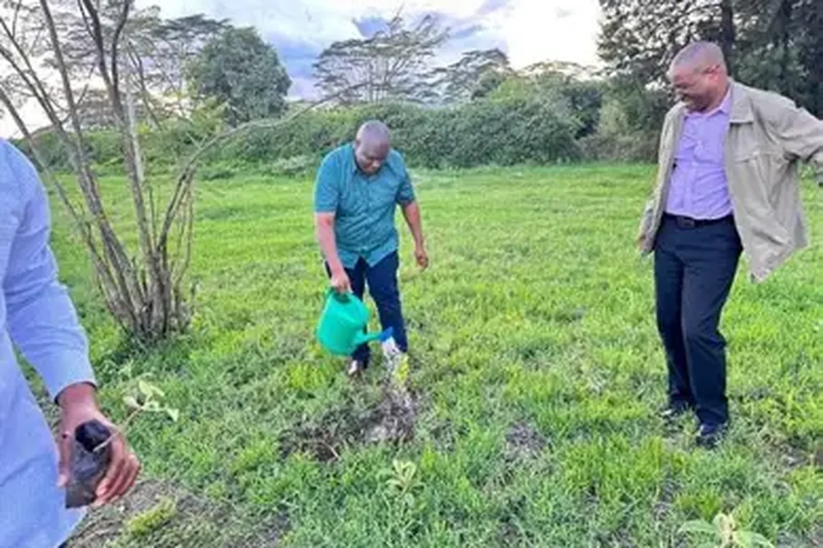 Watering grass in Samburu